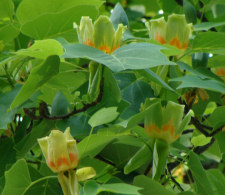 Tulippoplar